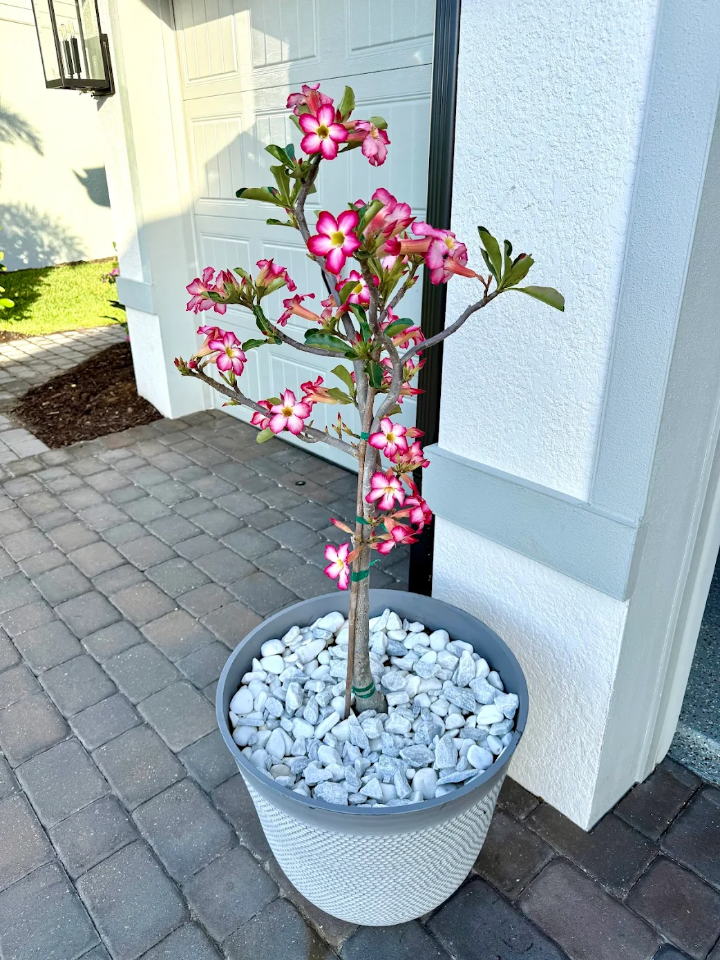 outdoor plants for coastal landscaping