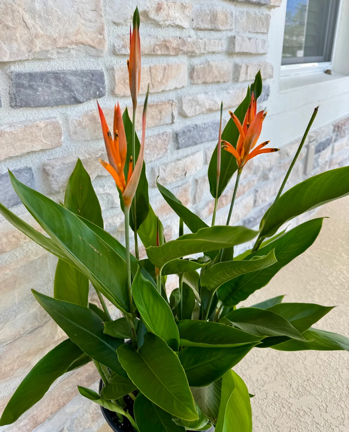 container gardening tropical plants SWFL