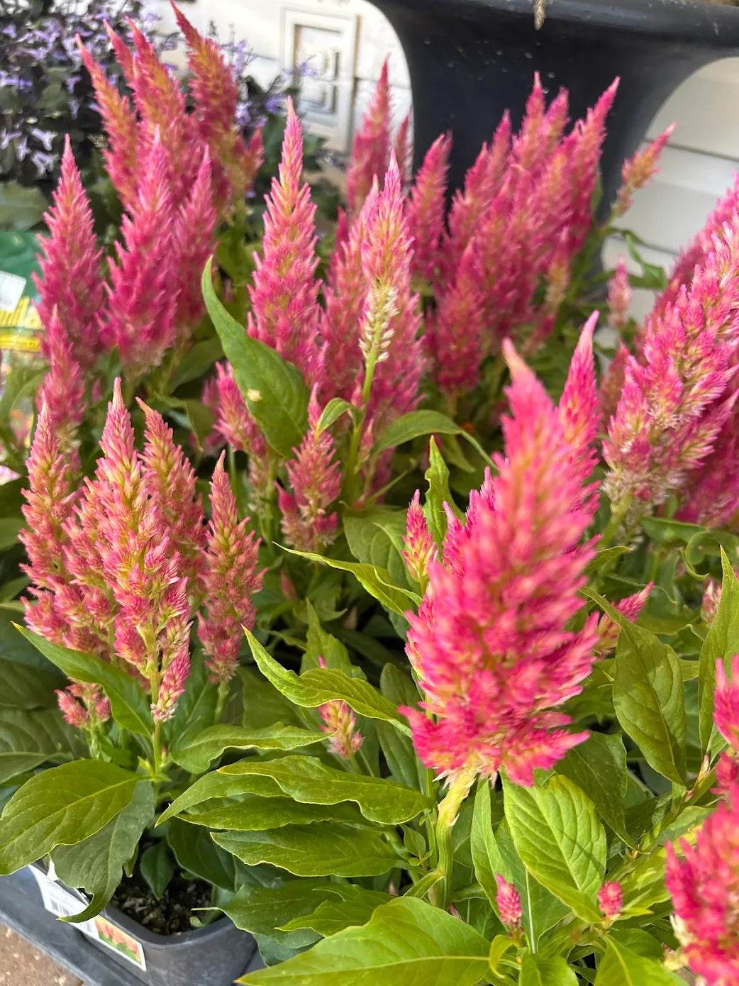 container gardening tropical plants SWFL