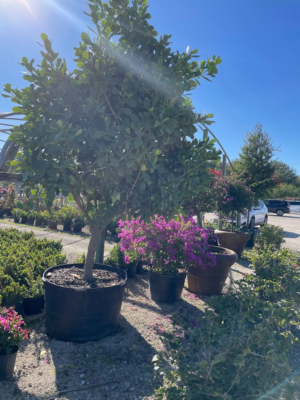 outdoor plants for coastal landscaping