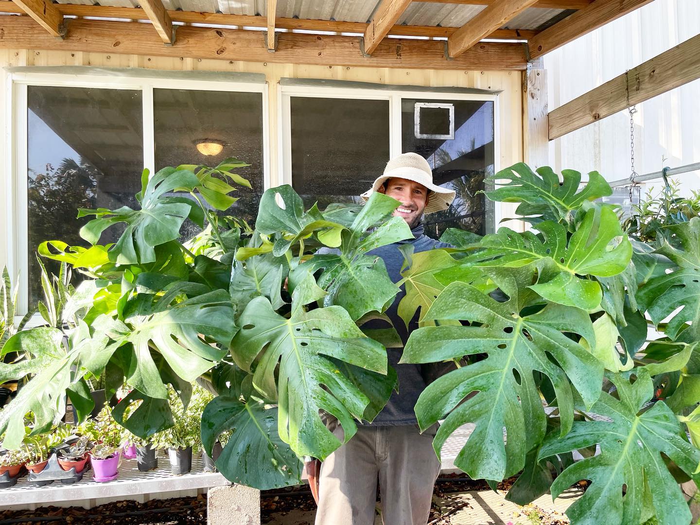 native Florida privacy shrubs for coastal homes