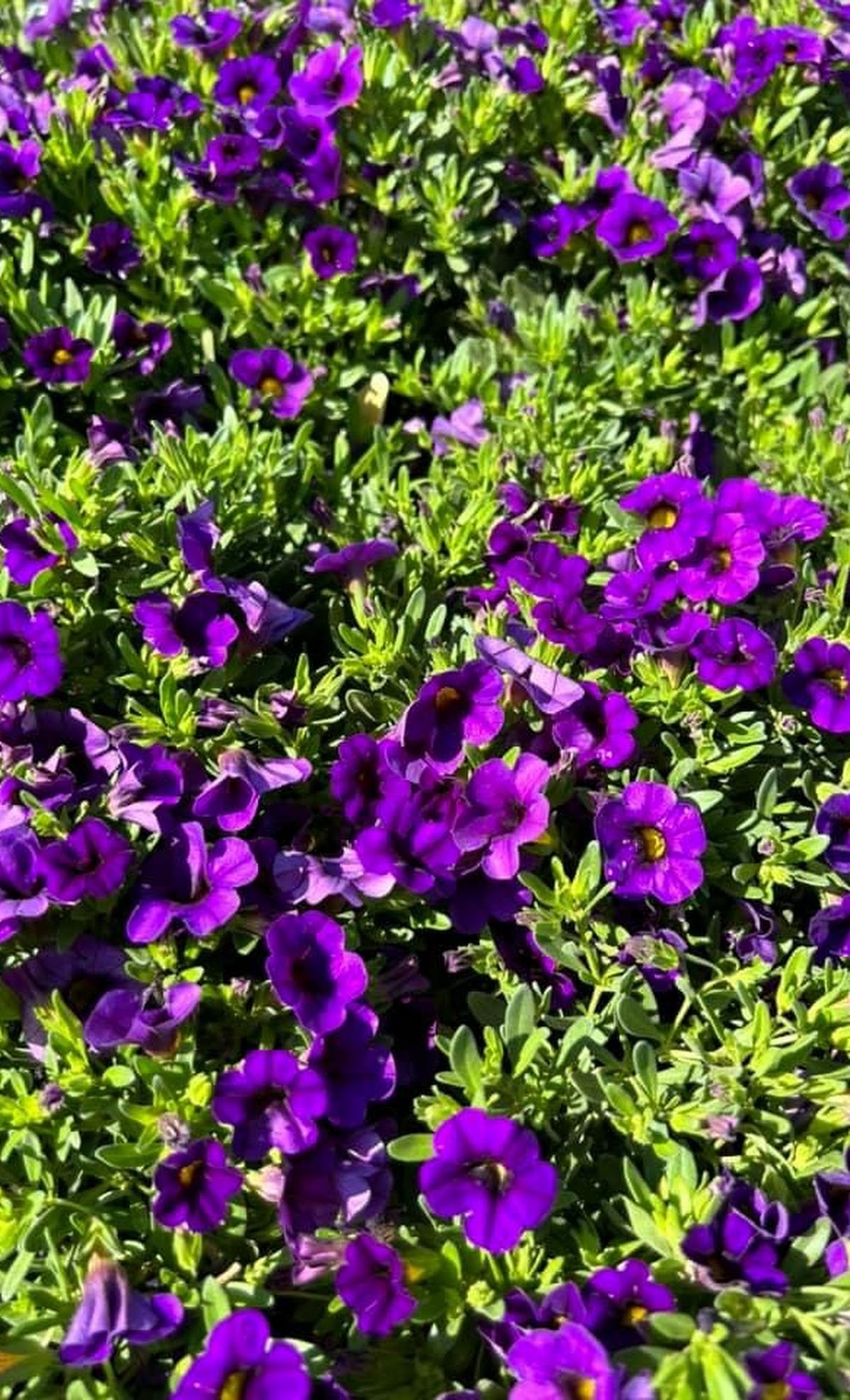 premium landscaping plants near me