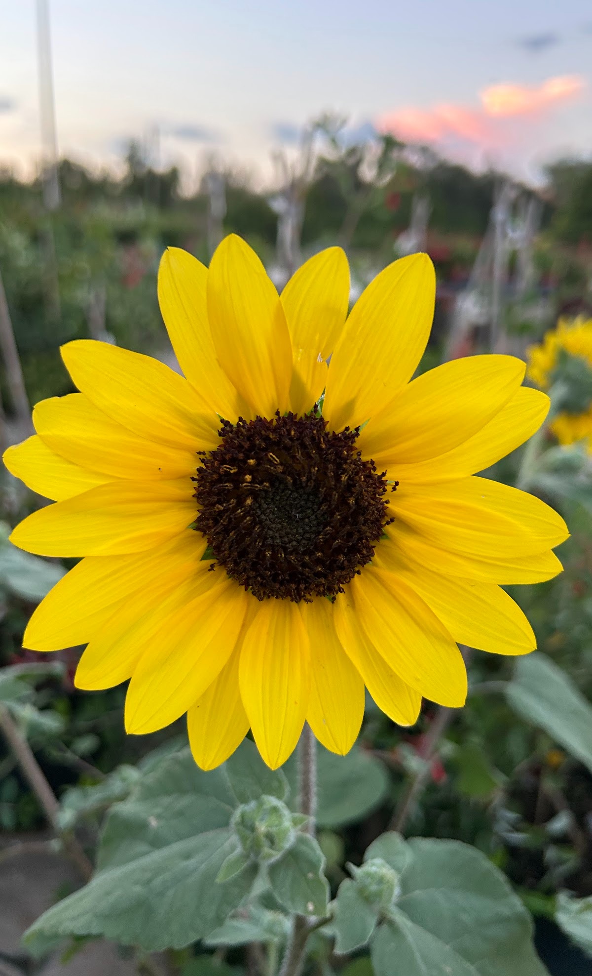 premium landscaping plants near me