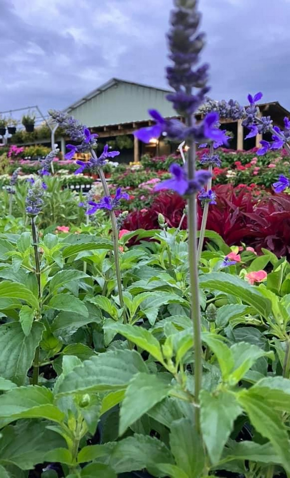 premium landscaping plants near me
