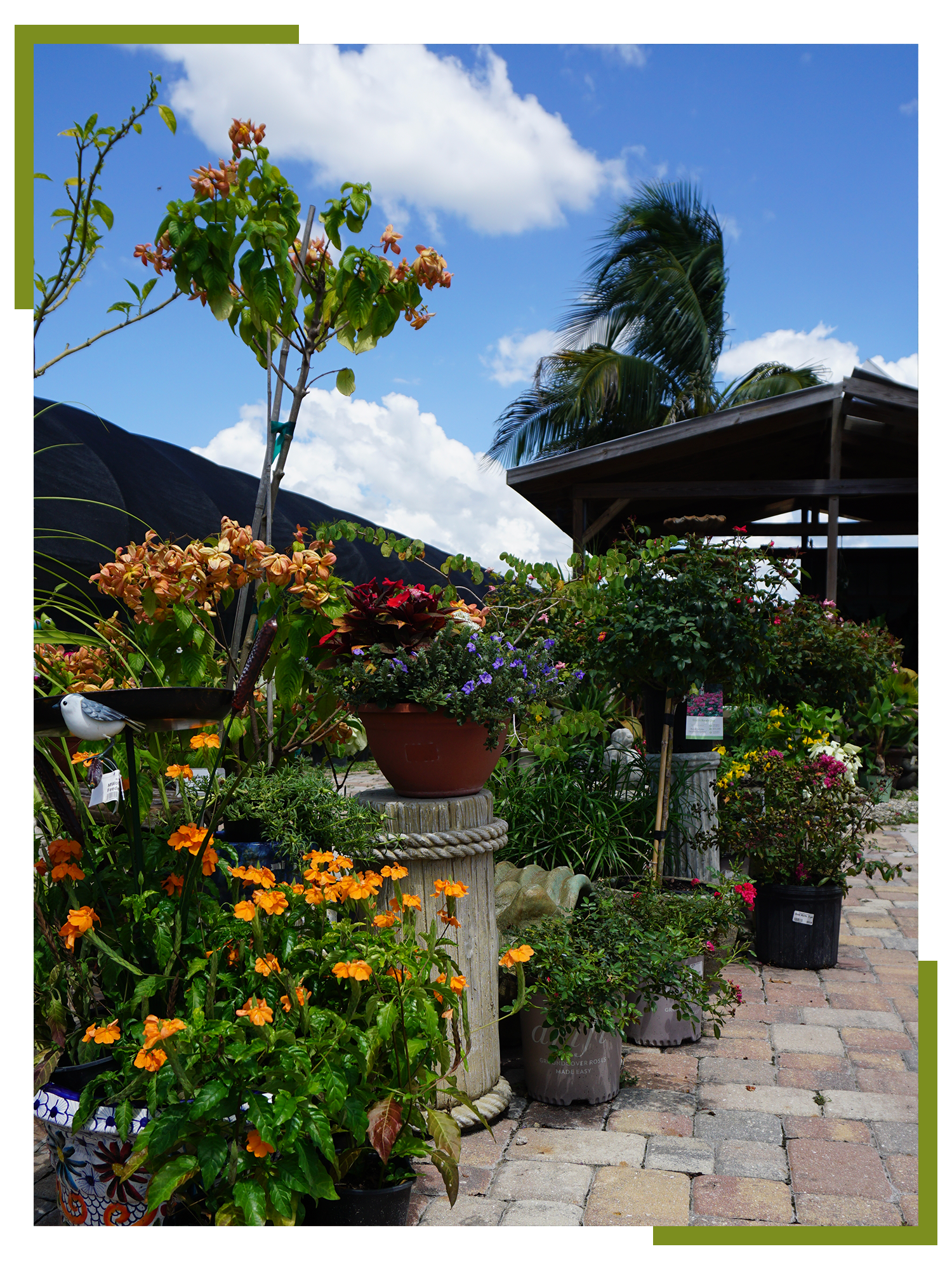 luxury landscape plants for waterfront properties