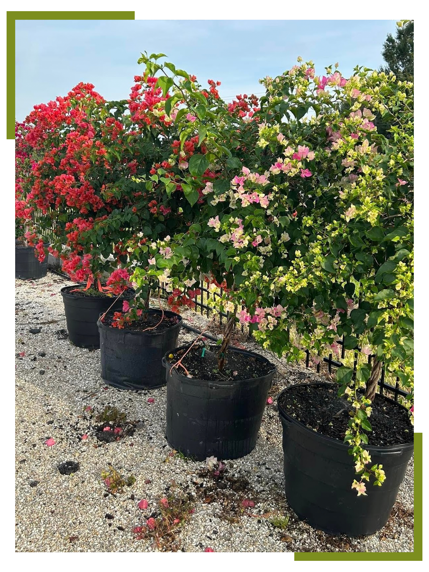 luxury landscape plants for waterfront properties