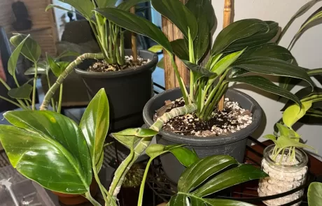 shade tolerant plants for live oak canopy