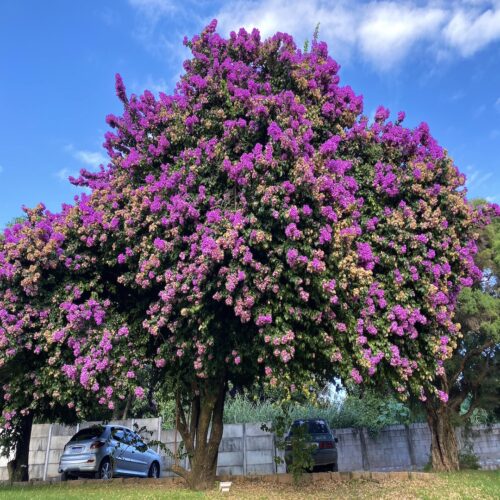 curb appeal landscaping Florida
