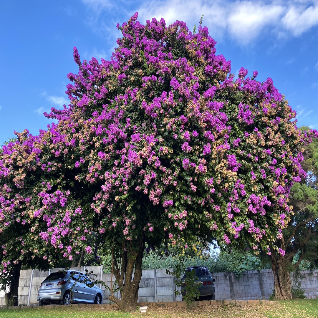 curb appeal landscaping Florida