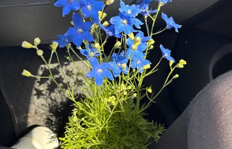 outdoor plants for coastal landscaping