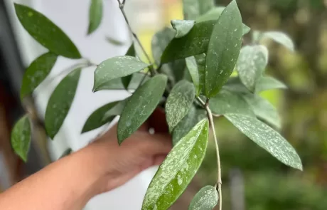 coastal foundation plants for Florida homes