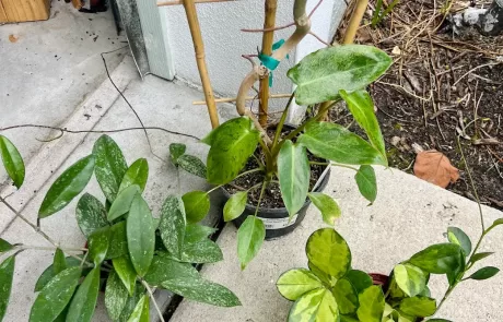 coastal foundation plants for Florida homes