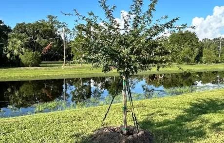 shade tolerant plants for live oak canopy