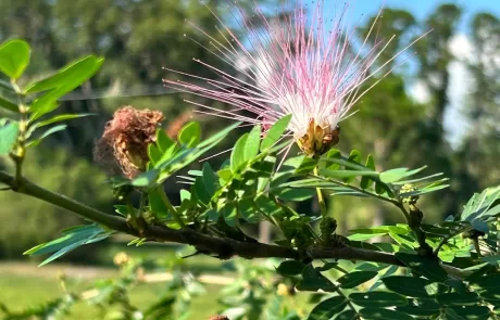 shade tolerant plants for live oak canopy