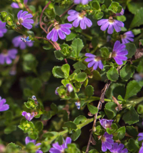 full sun low maintenance plants Florida