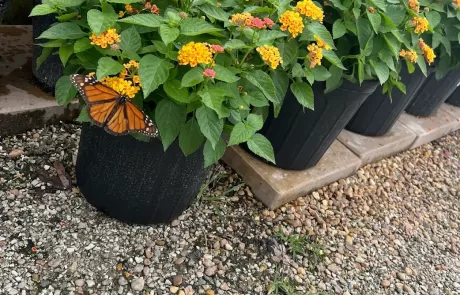 container gardening tropical plants SWFL