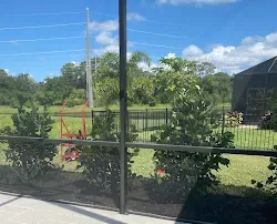 bougainvillea trellis for sale Bradenton