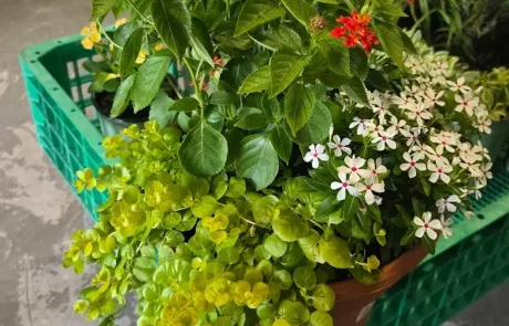 container gardening tropical plants SWFL