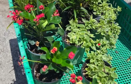 container gardening tropical plants SWFL