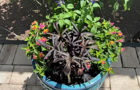 local plant nursery Manatee County