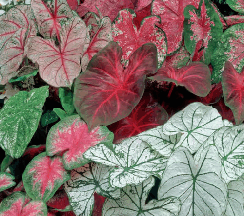 Florida landscape design ideas