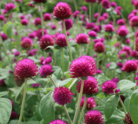 tropical plants for residential landscaping