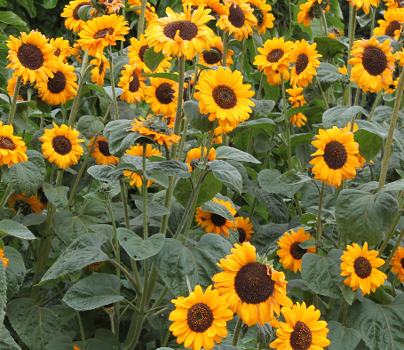 tropical plants for residential landscaping