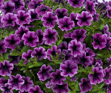 tropical plants for residential landscaping