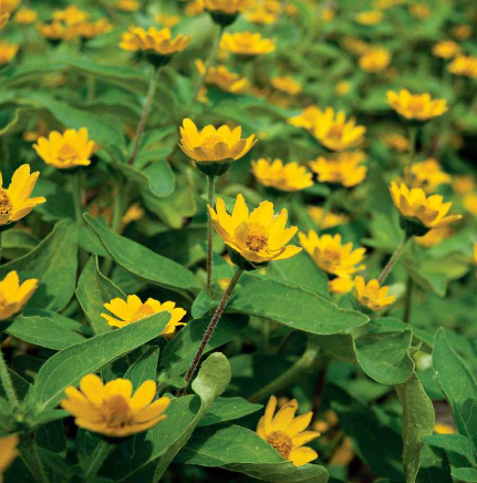 tropical plants for residential landscaping