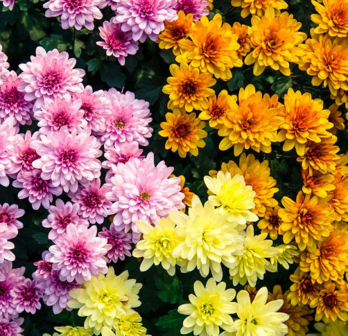 tropical plants for residential landscaping