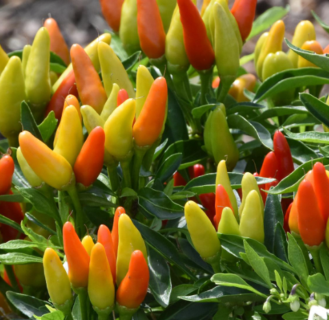 tropical plants for residential landscaping