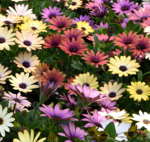 full sun low maintenance plants Florida