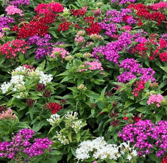 full sun low maintenance plants Florida