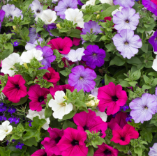 full sun low maintenance plants Florida