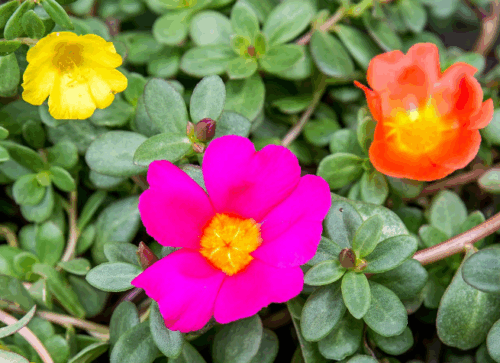 full sun low maintenance plants Florida