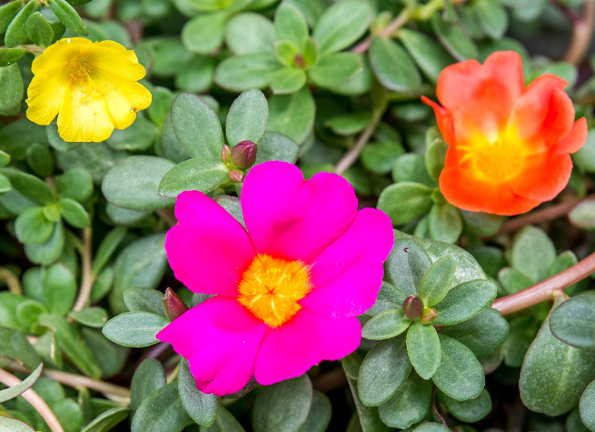 full sun low maintenance plants Florida