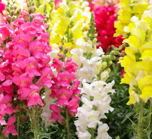 full sun low maintenance plants Florida