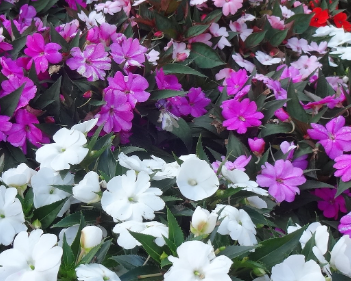 drought tolerant plants for Florida landscaping