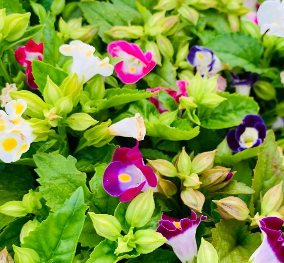 drought tolerant plants for Florida landscaping