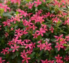 drought tolerant plants for Florida landscaping