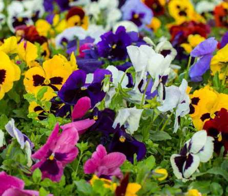 drought tolerant plants for Florida landscaping