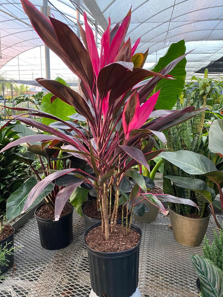 landscape plants for Florida homes
