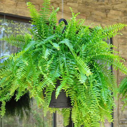 garden inspiration for Florida yards