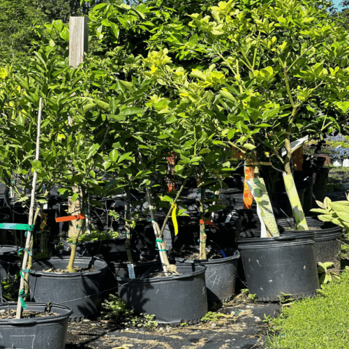 garden inspiration for Florida yards