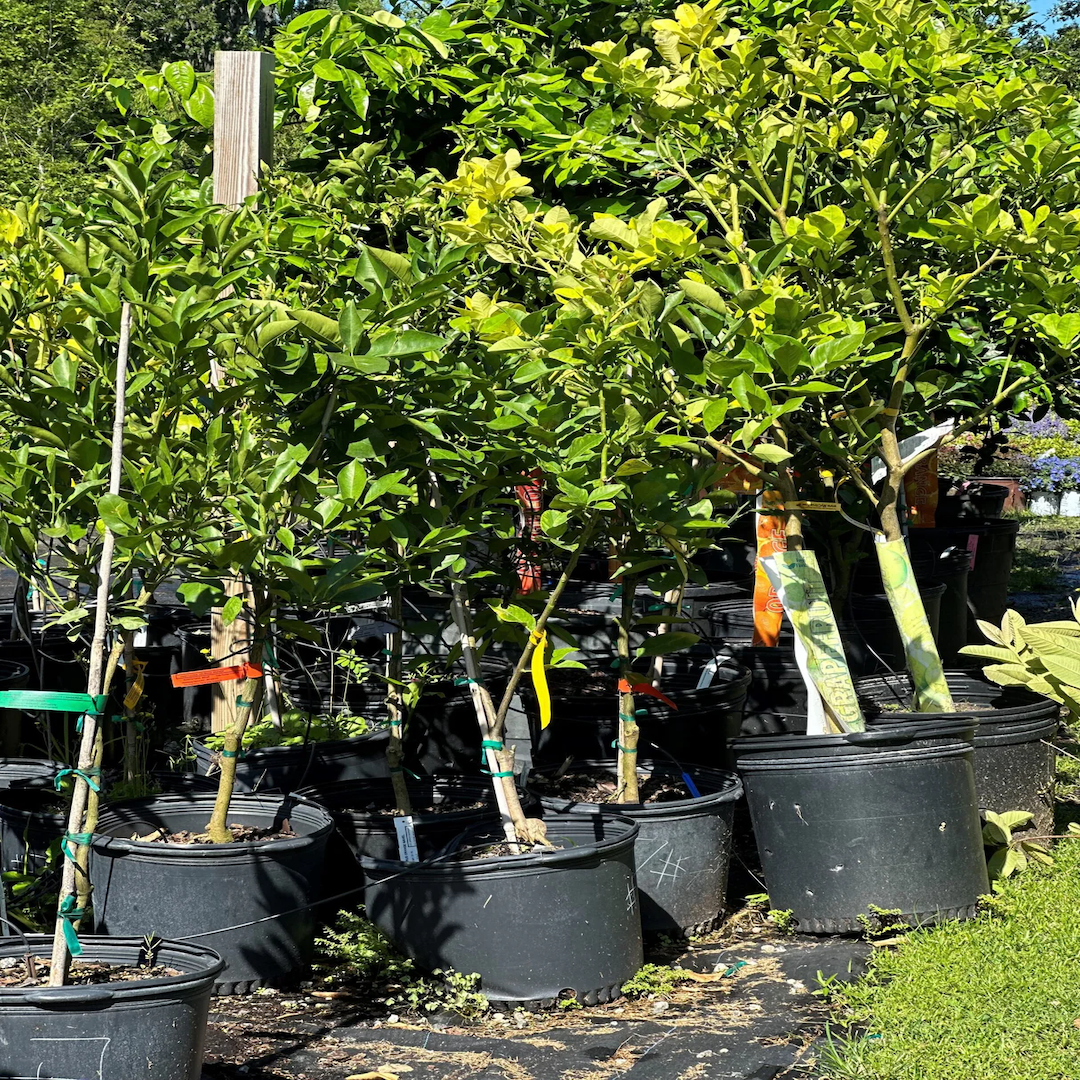 garden inspiration for Florida yards