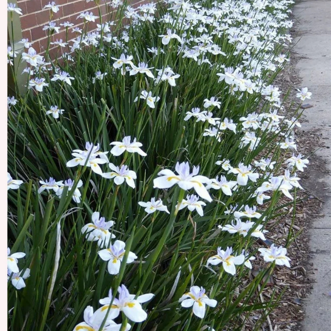 premium landscaping plants near me