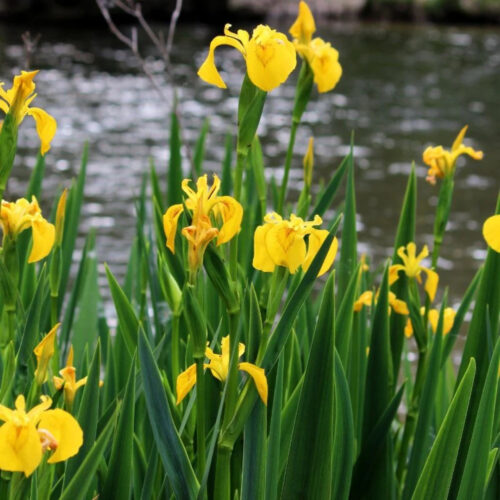 premium landscaping plants near me