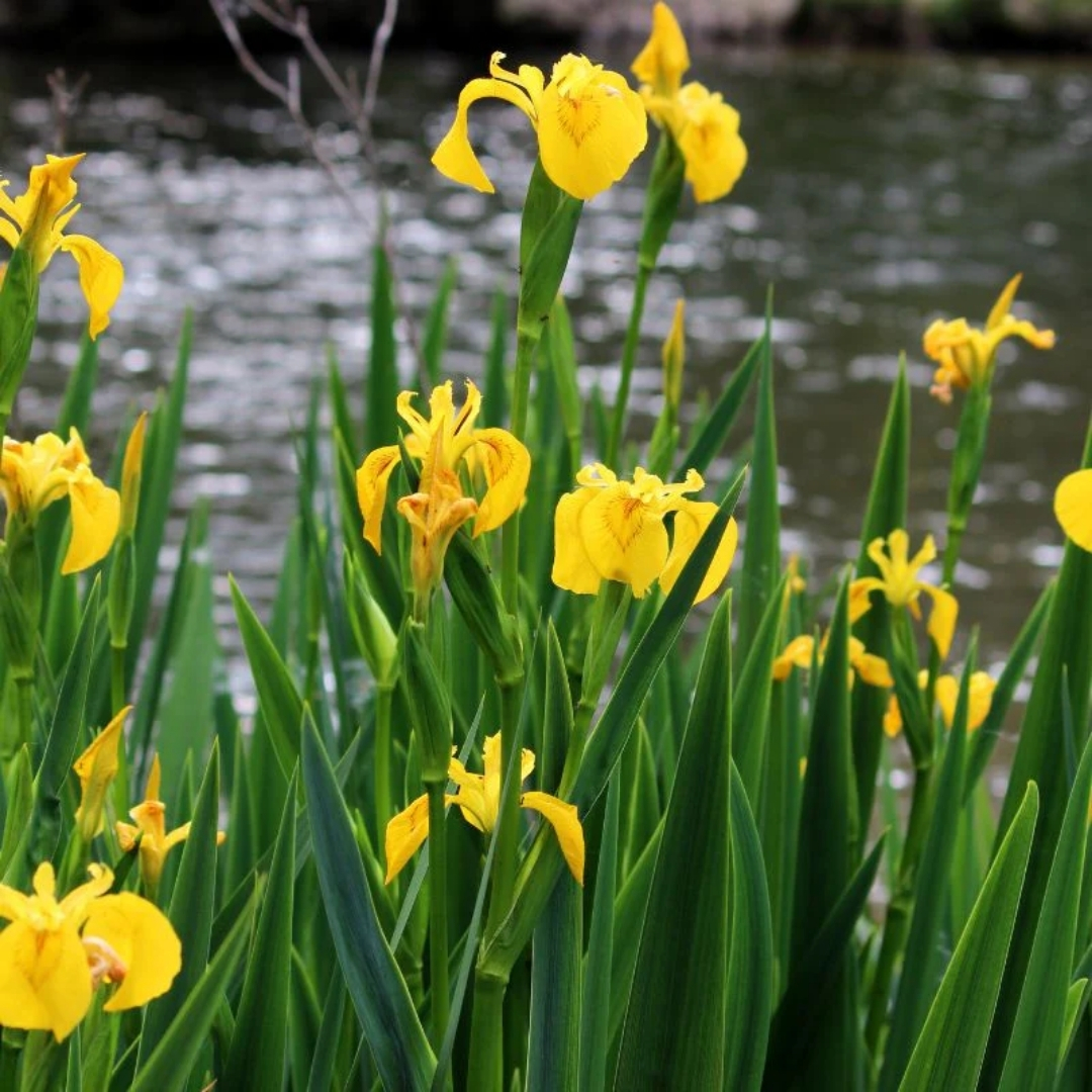 premium landscaping plants near me