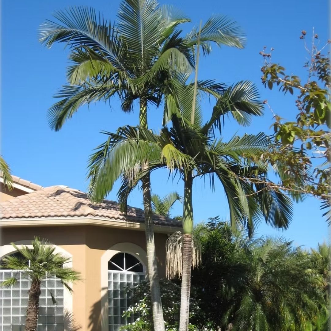 landscape plants for Florida homes