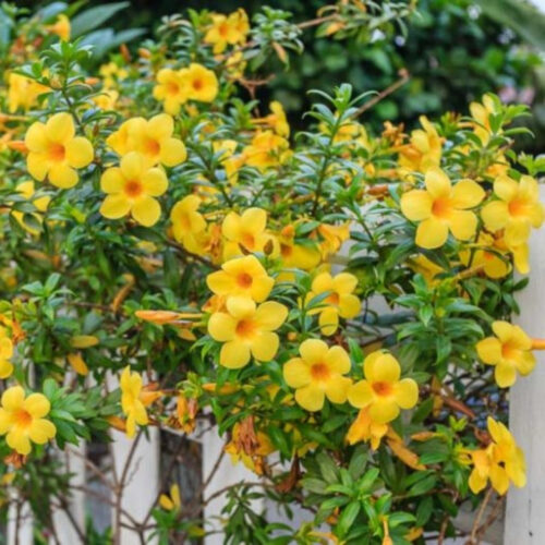 tropical plants for residential landscaping